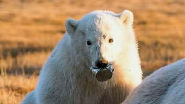 توله خرس قطبی گرفتار زباله شد