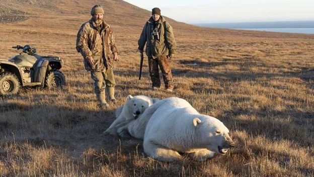 توله خرس قطبی گرفتار زباله شد