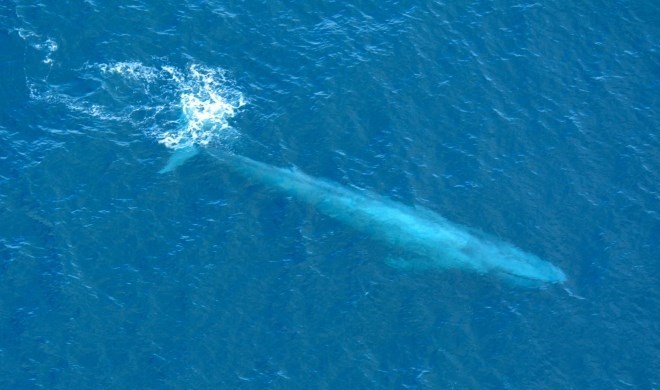 «نهنگ آبی» به جان نوجوانان روسیه افتاد