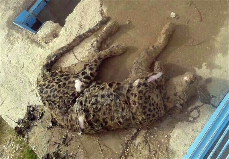 (تصاویر) پلنگ ایرانی قربانی استخر کشاورزان