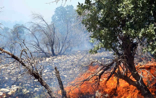 آتش‌سوزی جنگل‌ها؛شش‌های شوش در التهاب