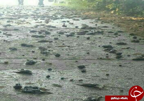 تصاویر تلخ از مرگ گنجشک‌ها در مازندران