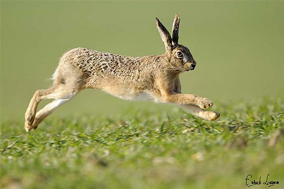 (تصاویر) سریعترین حیوانات روی زمین