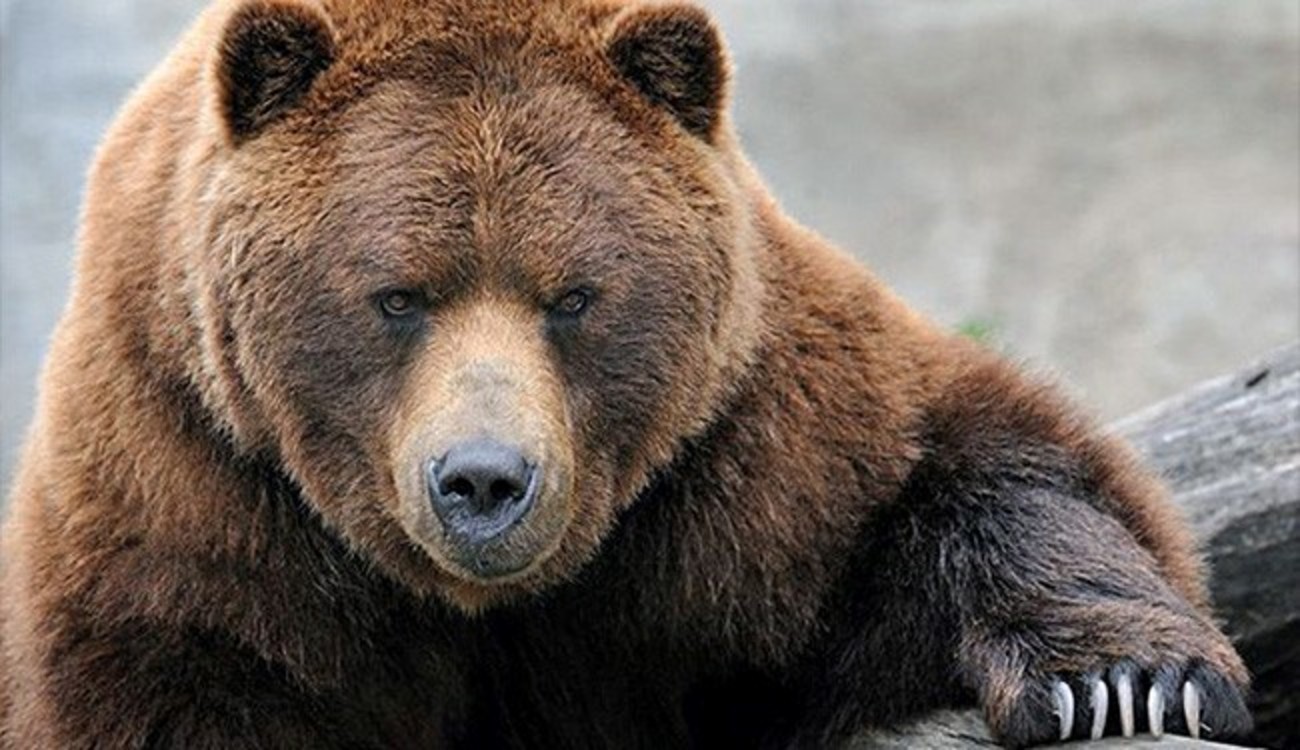 خرس قهوه‌ای پارک ملی گلستان تلف شد