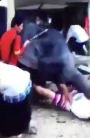 سرگردانی ۲ گردشگر ایرانی در تایلند بعد از حمله فیل!