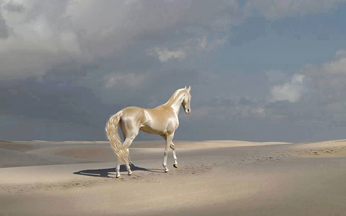 (تصاویر) زیباترین اسب جهان