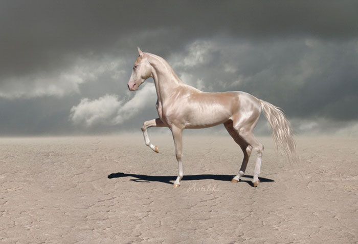 (تصاویر) زیباترین اسب جهان
