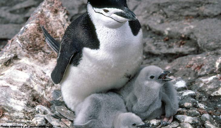 مرگ فاجعه‌بار تمام بچه‌ پنگوئن‌ها در جنوبگان