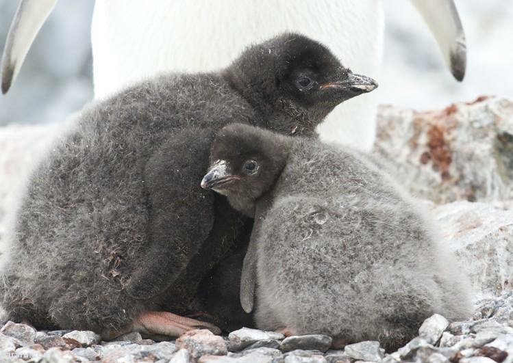 مرگ فاجعه‌بار تمام بچه‌ پنگوئن‌ها در جنوبگان