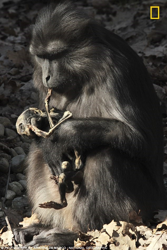 میمون عزادار جنازه بچه اش را خورد!
