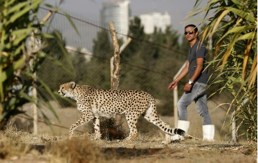 آیا یوزپلنگ ایرانی درحال انقراض است؟