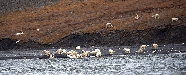 (تصویر) تجمع خرس‌ها برای خوردن یک نهنگ