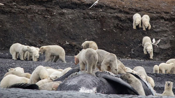 (تصویر) تجمع خرس‌ها برای خوردن یک نهنگ