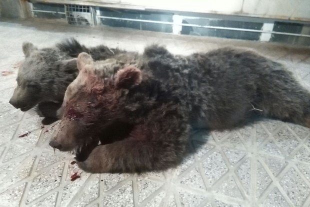 (تصویر) مرگ یک خرس ماده و توله اش بر اثر تصادف