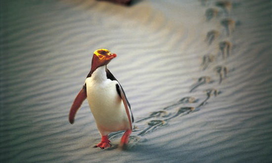 کاهش نگران کننده کمیاب‌ترین گونه پنگوئن