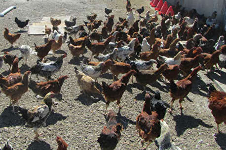 (ویدئو) لحظه حیرت انگیز رها کردن هزاران مرغ و خروس از قفس
