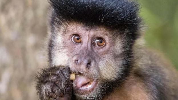 میمون‌ها چه چیزی می‌توانند درباره پول به ما یاد دهند