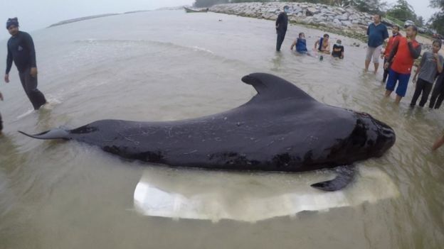 نهنگ با ۸۰ کیسه پلاستیکی در شکم جان داد