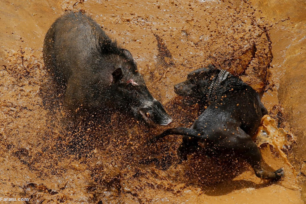 (تصاویر) کسب و کار با نبرد مرگبار سگ و گراز!