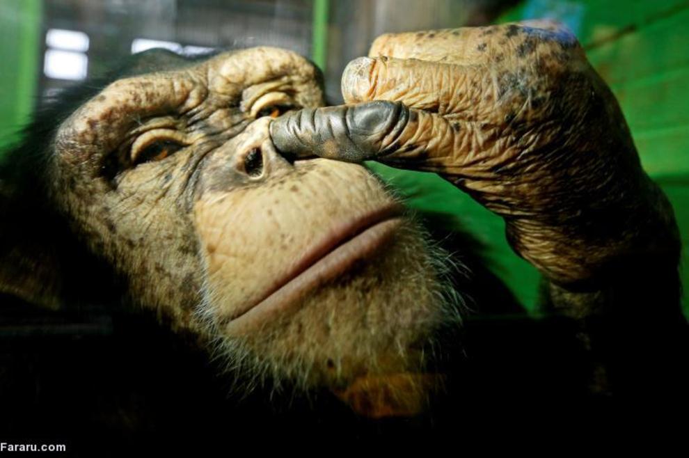 شامپانزه مونث در باغ‌وحش روسیه 