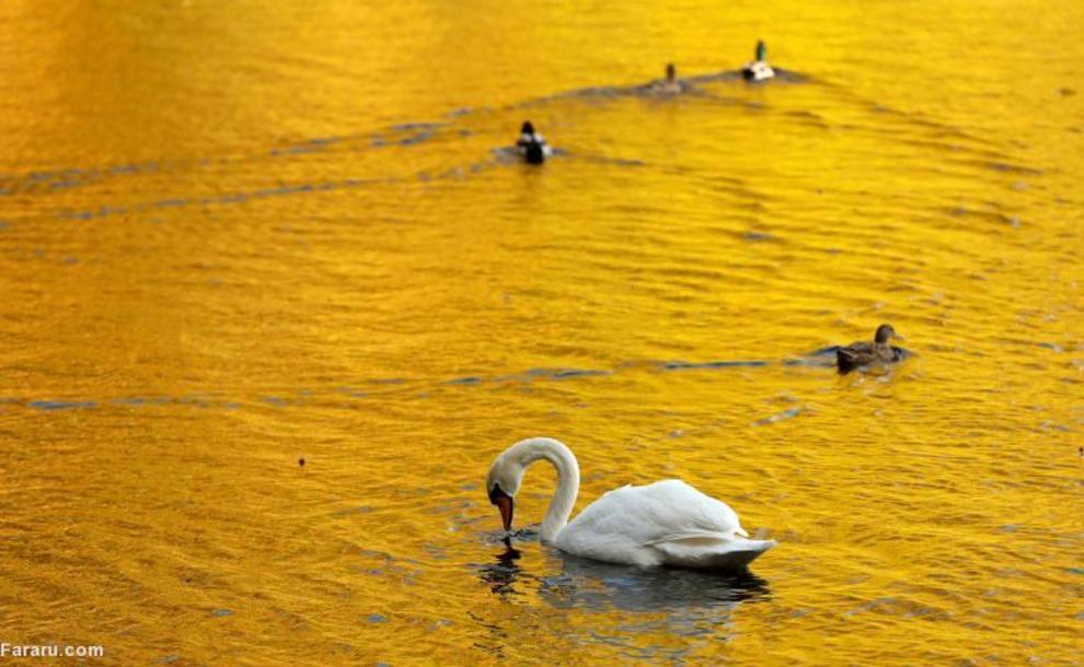 شنای قوچ و اردک در دریاچه‌ای در انگلستان