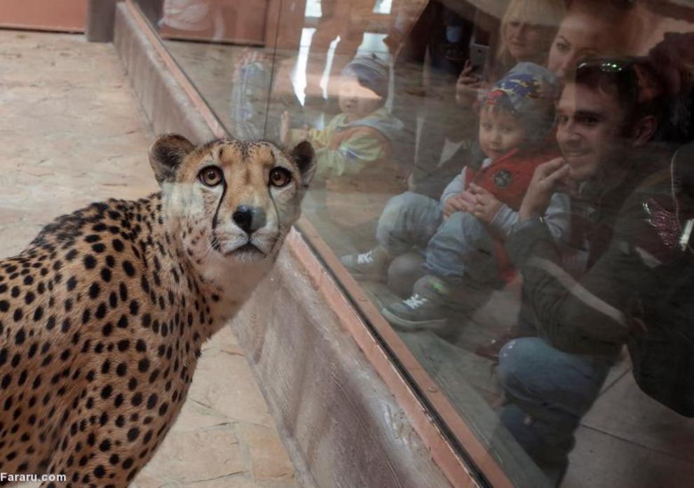 چیتا در یک باغ‌وحش خصوصی در اوکراین 