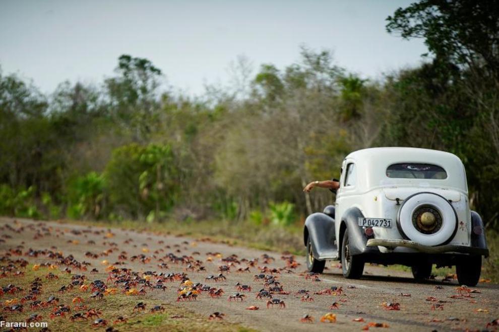 رانندگی در میان خرچنگ‌ها در ساحل کوبا