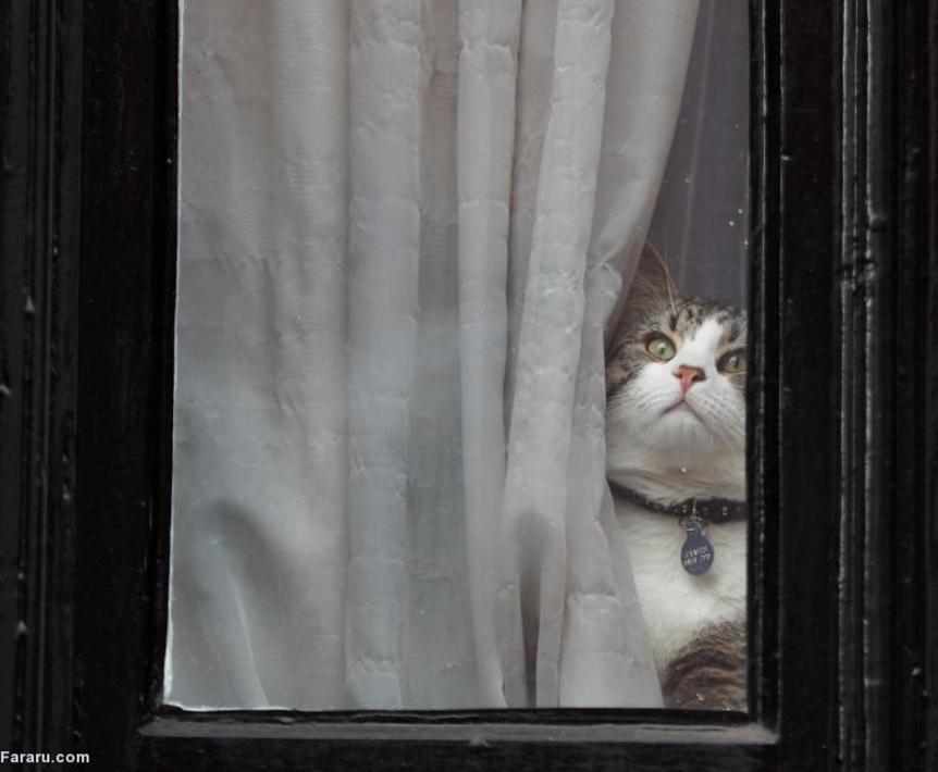گربه جولیان آسانژ پشت پنجره سفارت اکوادور 