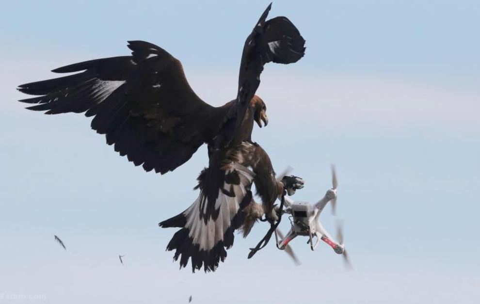 عقابی که هواپیمای بدون سرنشین را در طول تمرینات نظامی در پایگاه نیروی هوایی فرانسوی در میان پنجه هایش گرفته‌است