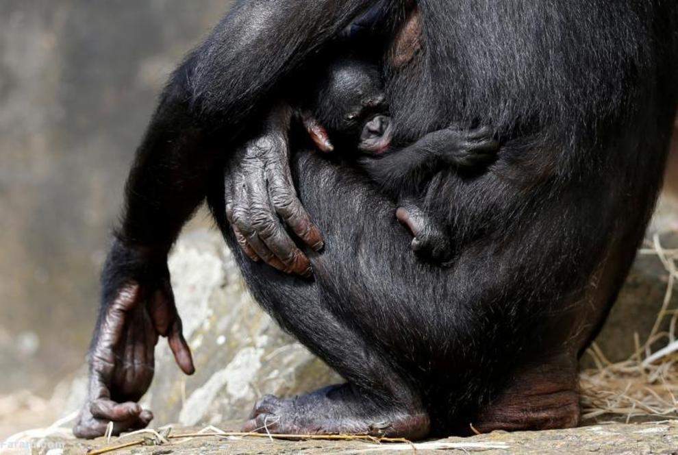 میمونی یک هفته‌ای در باغ وحش بلژیک 