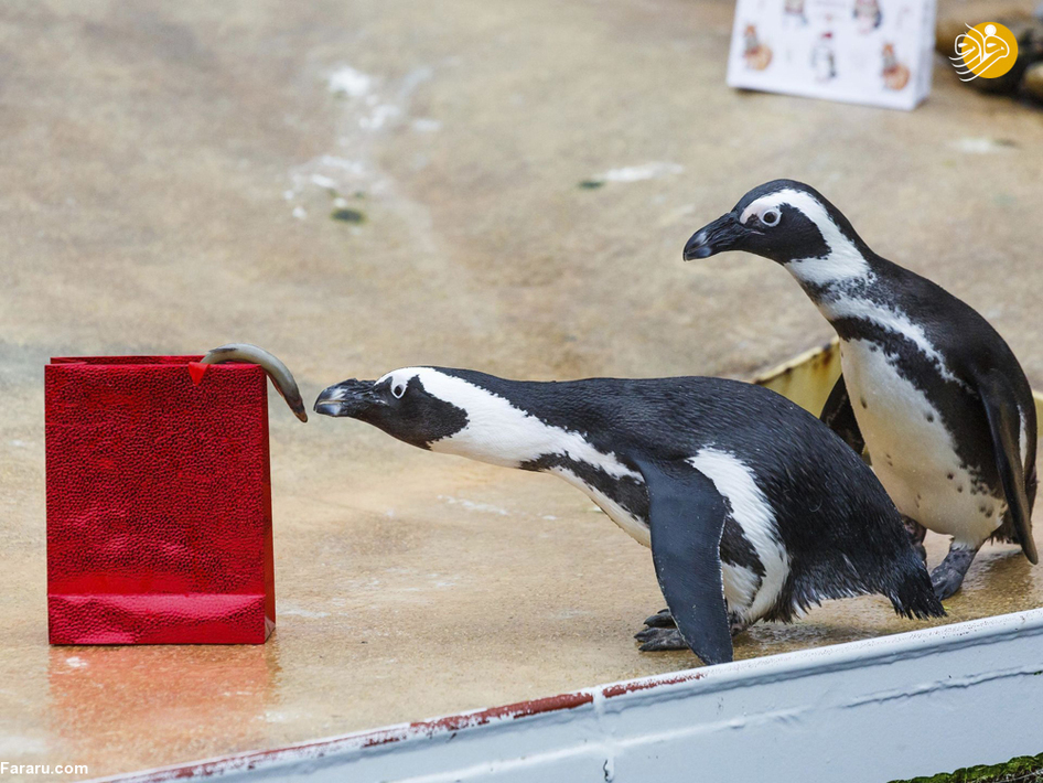 پنگوئن ها در باغ وحش هانوفر آلمان 