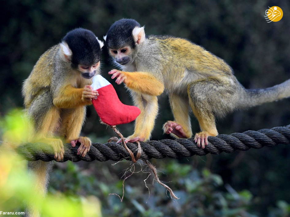 میمونها در باغ وحش لندن 
