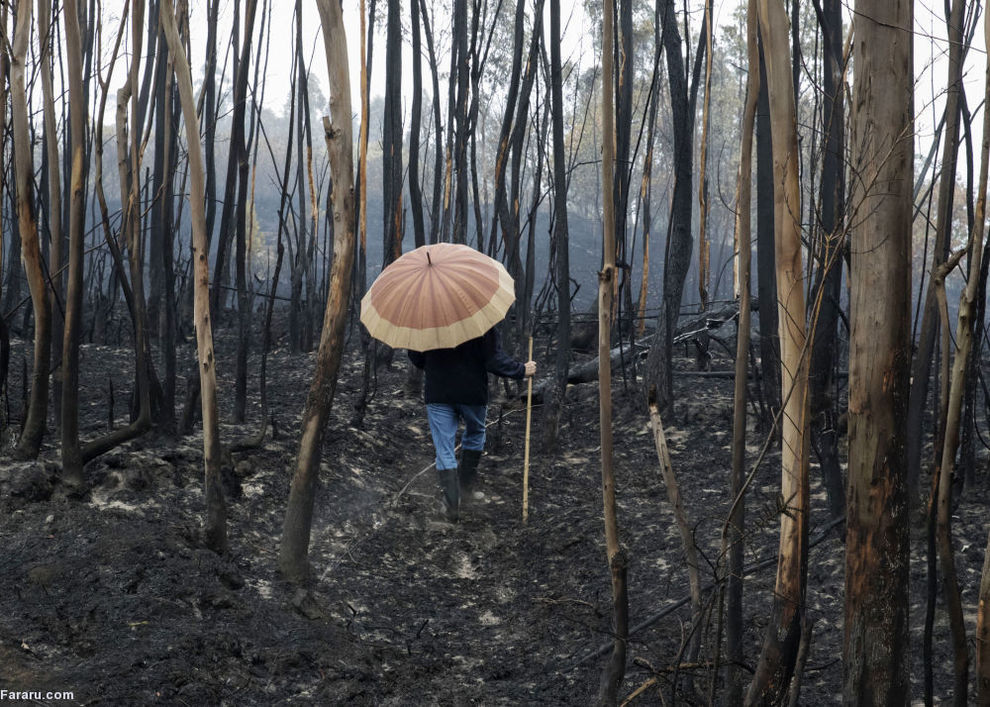 بقایای آتش سوزی در جنگلی در اسپانیا