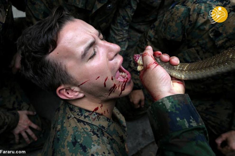 (تصاویر) خوردن خون مار کبرا توسط تفنگداران دریایی