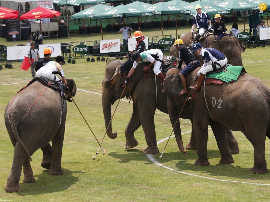 مسابقات خیریه چوگان با فیل در تایلند