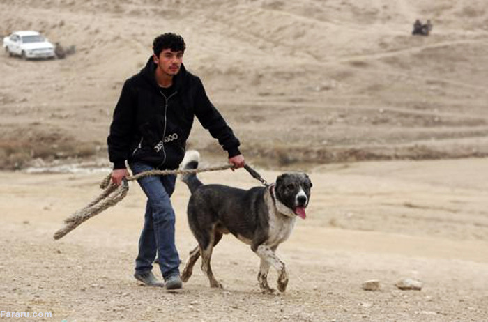 عکس بزرگترین سگ افغانی