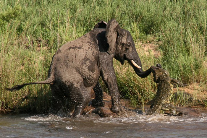 (تصاویر) حمله تمساح به فیل