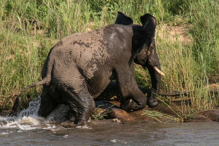 (تصاویر) حمله تمساح به فیل