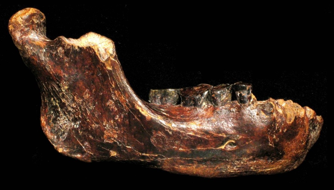 فسیل پیدا شده توسط ماهیگیر و کشف نوعی انسان باستانی جدید