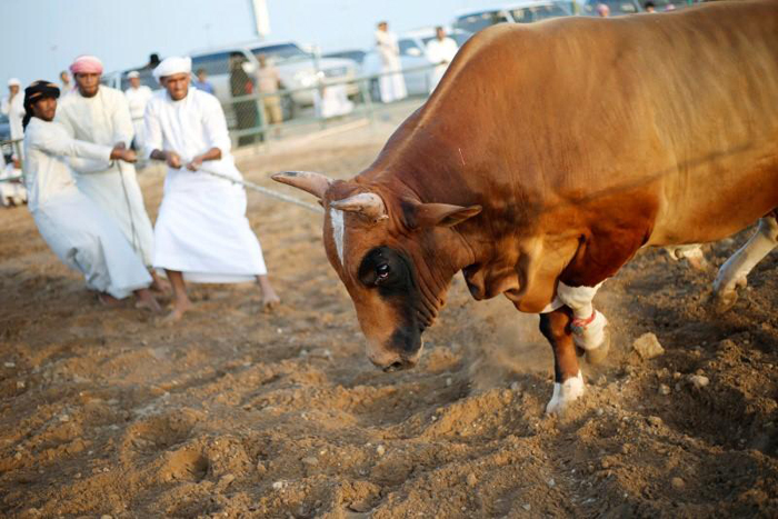 (تصاویر) نبرد گاوها در امارات