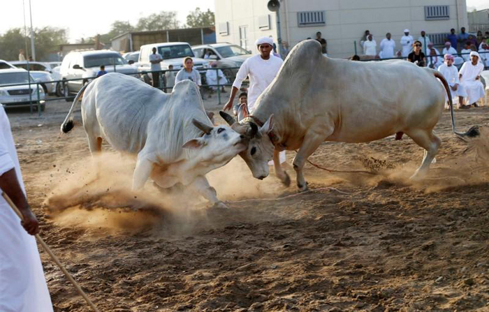 (تصاویر) نبرد گاوها در امارات