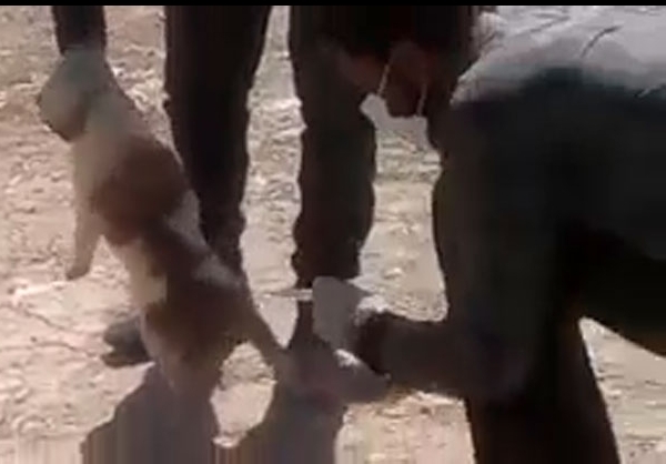 سگ‌کشی دردناک با اسید در شیراز!