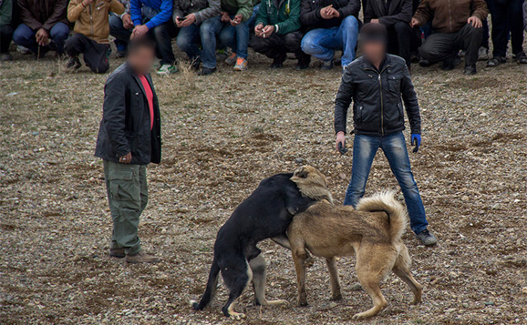 (تصاویر) نبرد خونین سگ‌ها در زنجان