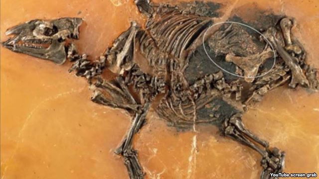 کشف اسب باردار ۴۸ میلیون ساله