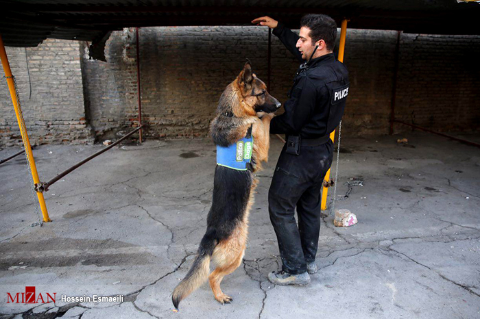 (تصاویر) سگ‌های زنده‌یاب در پلاسکو