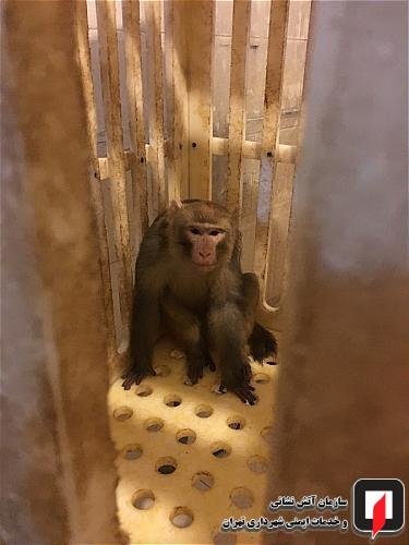 (تصاویر) به دام انداختن میمون متواری در دانشگاه علوم و تحقیقات!