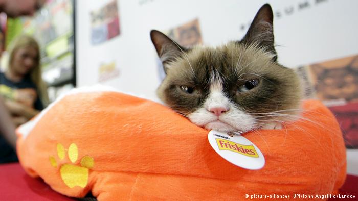 (تصاویر) گربه مولتی میلیونر اینستاگرامی مرد