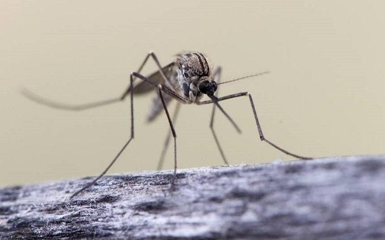 چرا پشه‌ها بعضی از افراد را بیشتر نیش می‌زنند؟