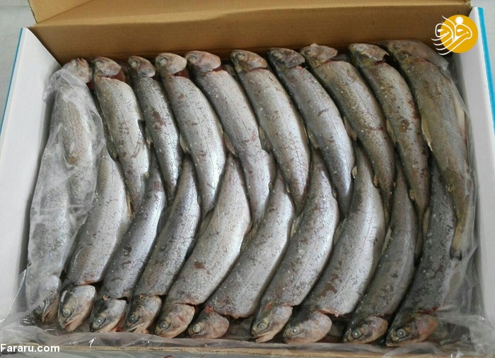 چرا ایرانی‌ها ناگهان به خرید ماهی‌ علاقمند شده‌اند؟ / اماده انتشار