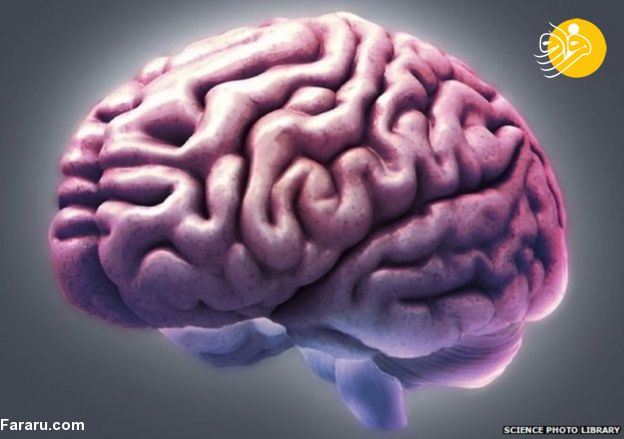 نکات جالبی که درباره مغز نمی‌دانید